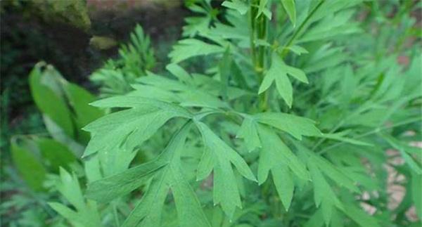 关防风的种植准备