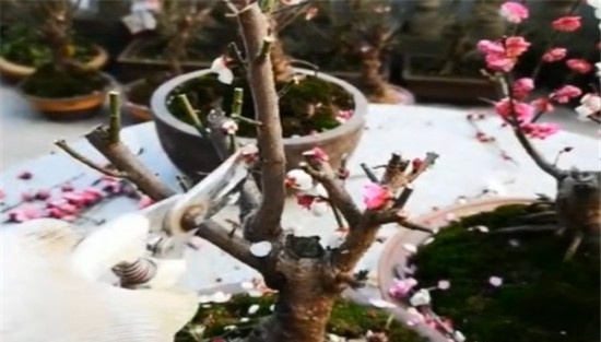 盆栽梅花施肥