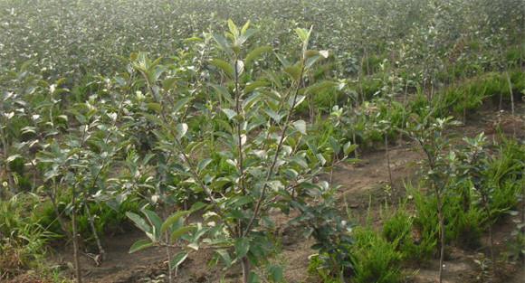 苹果树实生苗几年结果