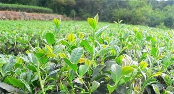 如何预防茶树旱害的发生