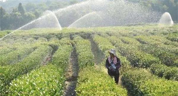 茶树旱害发生后都有哪些补救措施