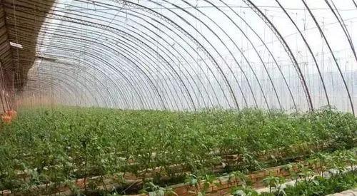 大棚蔬菜氨气和亚硝酸气中毒的症状与处理方法