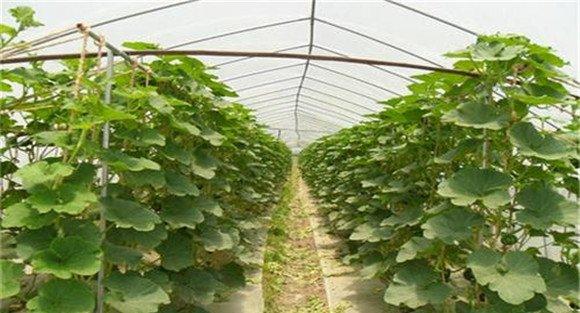南瓜留种方法 中国南瓜怎样自己留种