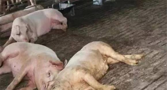 非洲猪瘟的症状是什么