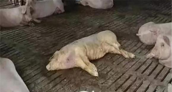 如何预防非洲猪瘟