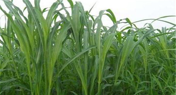 苏丹草种植技术和方法