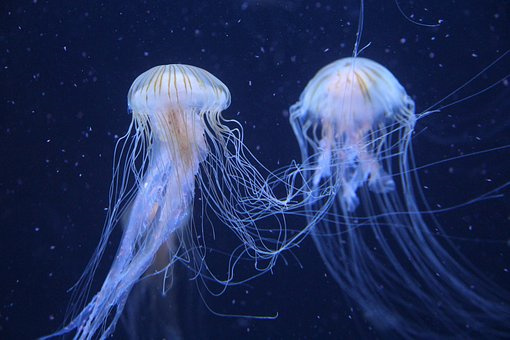 覆膜春花生一播全苗八措施