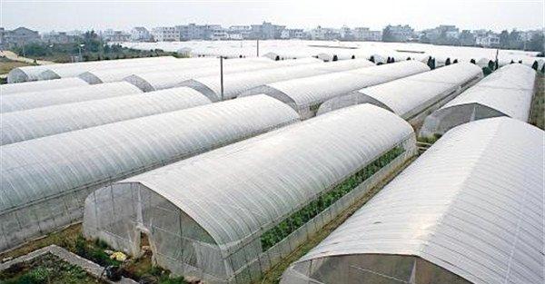 冬季大棚蔬菜管理要随机应变