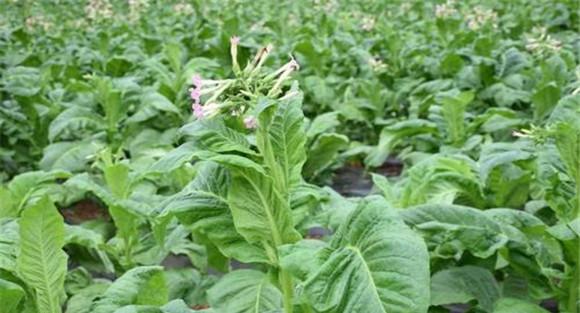 烤烟通常使用的磷素化学肥料有哪些