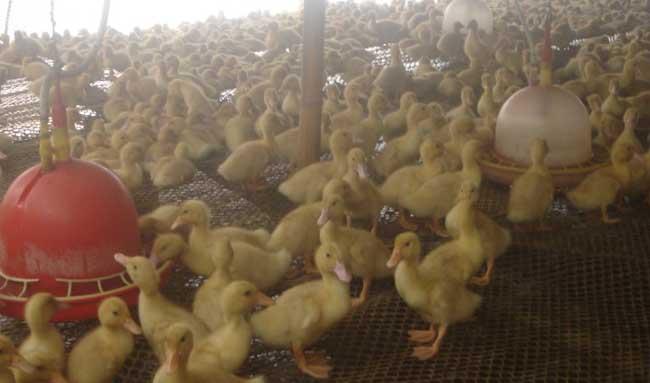 养肉鸭控制养殖成本