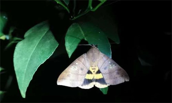 如何防治吸果夜蛾