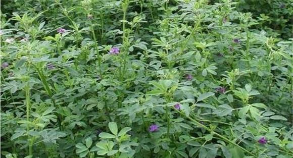 紫花苜蓿种植技术要点