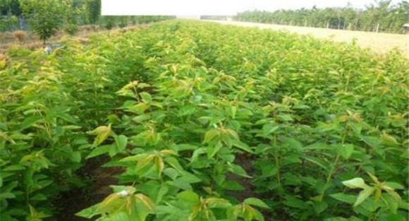 大樱桃栽植后第一年如何管理