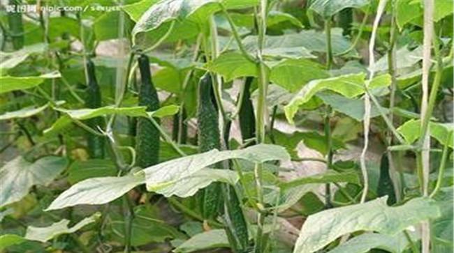 黄瓜用什么肥料最好