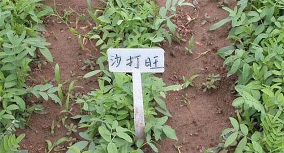 沙打旺种植时间