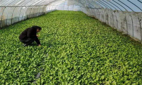 油菜大棚春早熟栽培技术