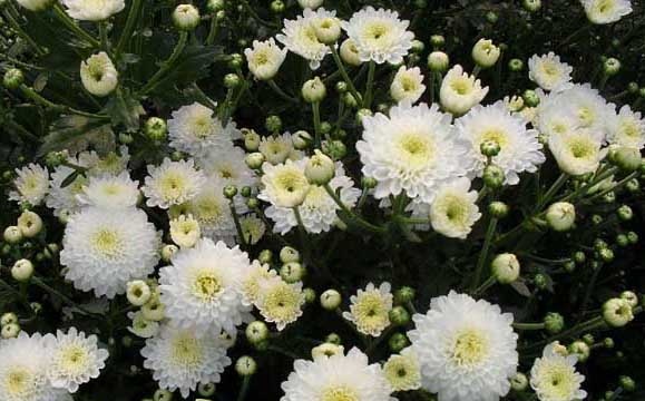 花卉养殖方法