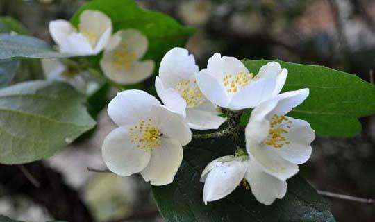 茉莉花种植方法