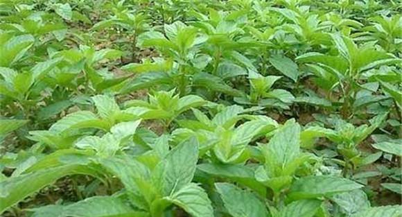 薄荷栽培技术要点