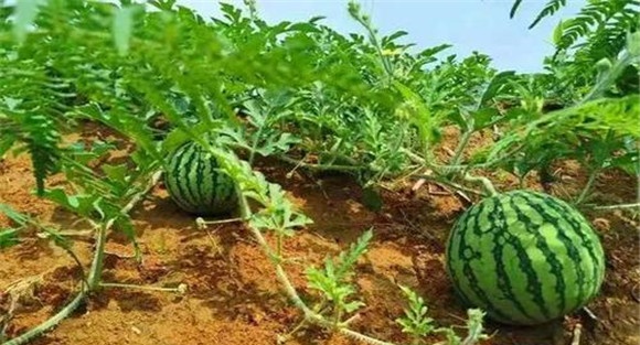 西瓜对水分条件的要求