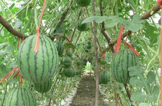 西瓜种植方法