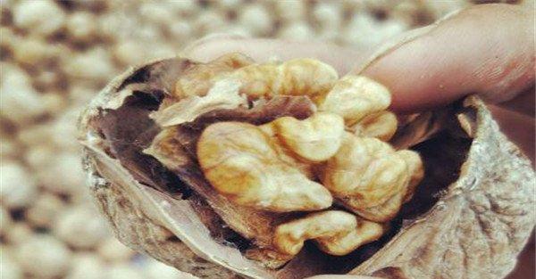 核桃仁霉烂病的防治方法