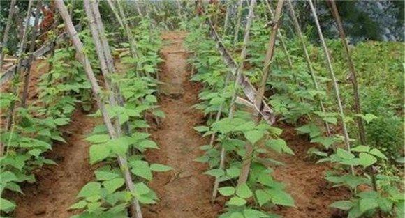 豇豆播种方法