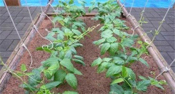 掌握豇豆种植方法实现高产稳产