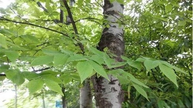 榉树栽培管理