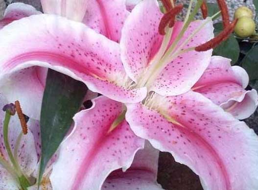 百合种植方法