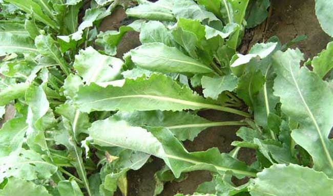 板蓝根种植方法