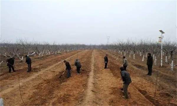 实施起垄栽培