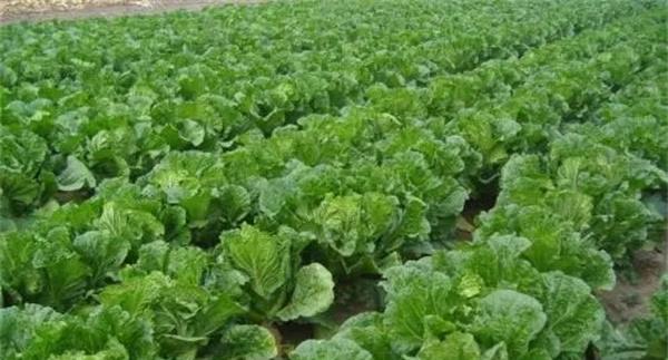 秋季种植大白菜不要选择中熟品种