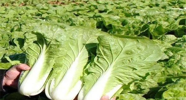 秋季种植大白菜不要选择中熟品种
