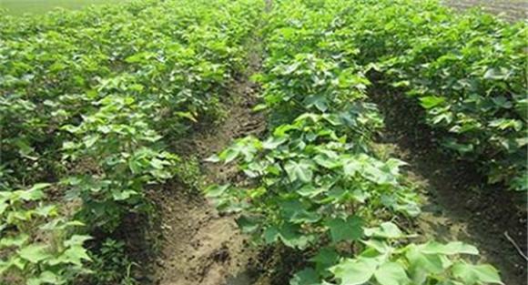 棉花的施肥管理要点