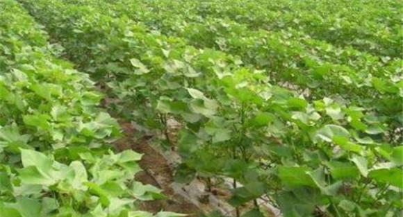 塑造理想株型，控制棉花旺长
