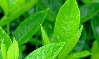 茶叶种植方法