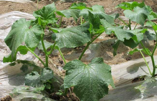 黄瓜种植管理方法