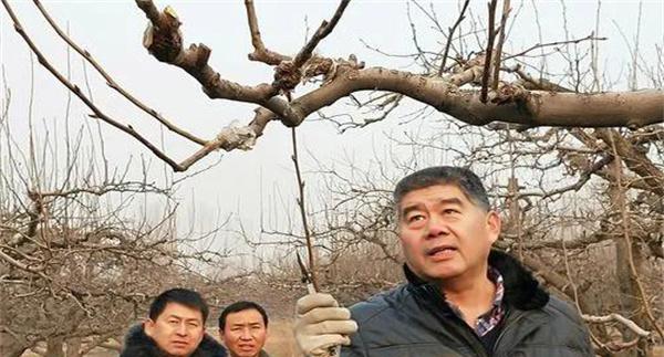 鸭梨的修剪特点是什么