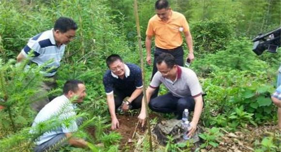 茯苓种植技术及过程是怎样的