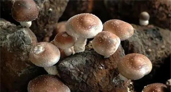 香菇有哪些栽培品种