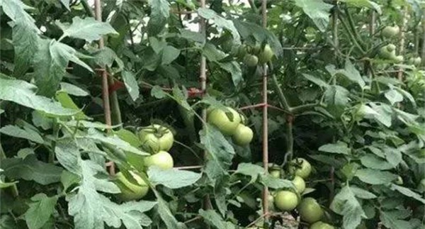 番茄膨果期合理疏枝、打叶