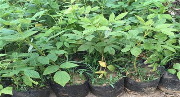 树莓的栽植时间
