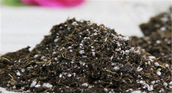 西葫芦育苗的育苗护根方法