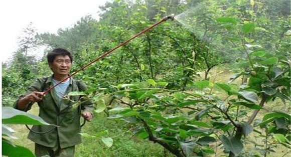 梨树根外追肥时间与方法