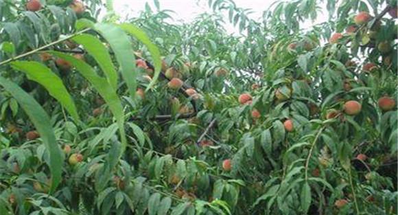 桃树有那些种植方法？