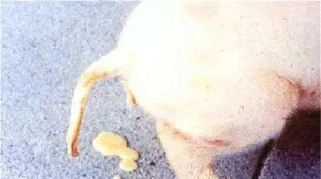 仔猪白痢如何预防与治疗