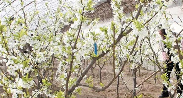 李树设施栽培怎样进行花果管理