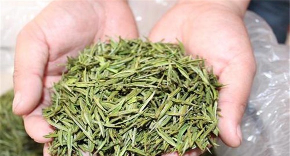 安吉白茶属于什么茶