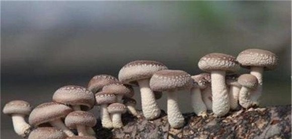 如何种植香菇